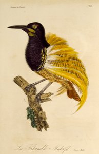Ung han af tolvtrådet Paradisfugl (Seleucidis melanoleuca), gravering fra Natural History of Birds of Paradise og Epimagues