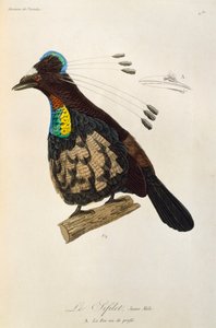 Ung han af Western Parotia (Parotia sefilata), gravering fra Natural History of Birds of Paradise og Epimagues