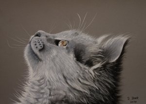 Kat øjeblik
