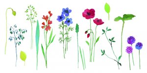 Farverige akvarelblomster af Renate Holzner