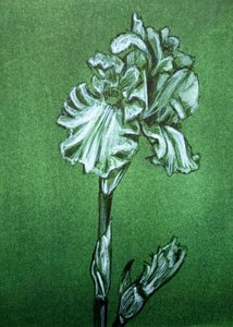 Elegant grøn iris