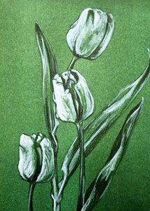 Friske hvide tulipaner