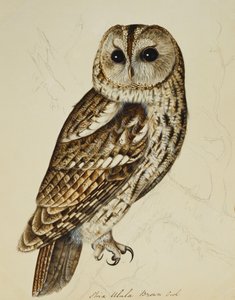 Brun ugle (Strix Ulula) af Rev. C. Atkinson