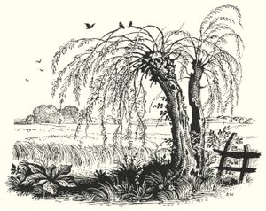 HC Andersen: Boghveden (litho) af Rex (after) Whistler