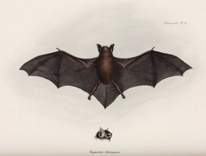 Flagermus, Sydamerika, c 1832-1836 af John Pardon