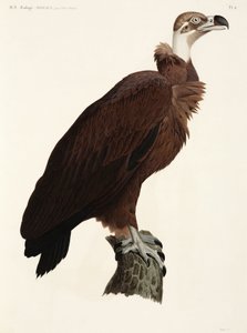 Brown Vulture, Egypten af John Pardon