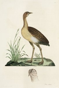 Bustard af John Pardon