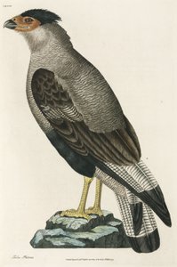Crested Caracara af John Pardon