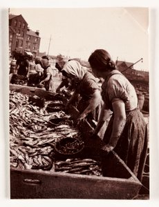Fiskeri, Fisherfolk Kvinder, der sorterer fisk, Whitby Harbour, North Yorkshire, c 1905 af John Pardon