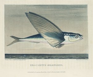 Flyvefisk af John Pardon