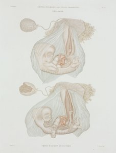 Gynækologi Menneskets foster på 40 dage, c 1847-1859 af John Pardon