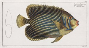 Imperator Angelfish af John Pardon