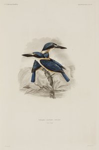 Kingfishers, Samoa af John Pardon