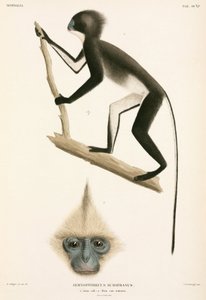 Aber, Sumatra, Indonesien af John Pardon