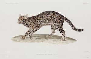 Ocelot, USA af John Pardon