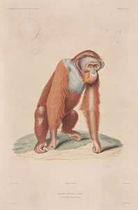Orang-utanger, Indonesien af John Pardon