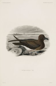 Petrel af John Pardon
