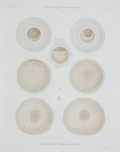 Rabbit Egg, C 1847-1859 af John Pardon