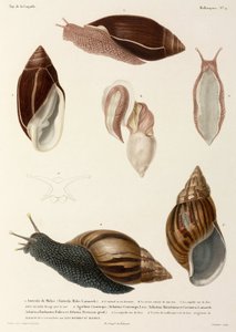 Snegle, Ny Guinea, Madagaskar og Mauritius