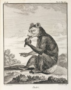 Indri - en type lemur, Madagaskar af John Pardon
