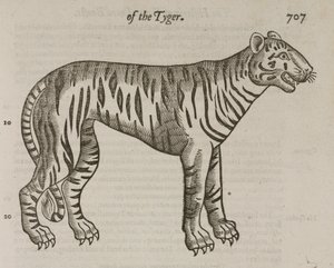 Tigeren af John Pardon