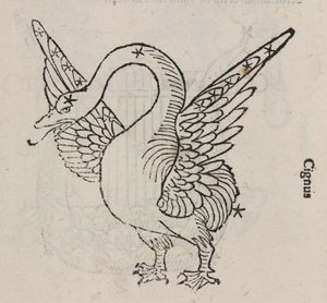 Stjernebilledet Cygnus af John Pardon
