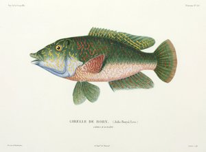 Type læbefisk, Tahiti af John Pardon