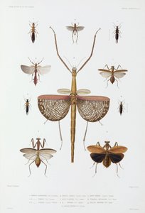 Typer af insekter, Australien, Salomonøerne og Indonesien