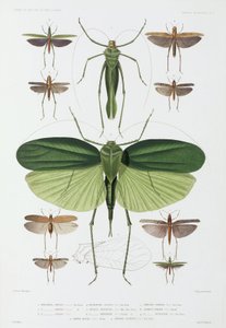 Typer af insekter, Tenerife og Indonesien
