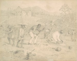 Plantning af sukkerrør (Trinidad)