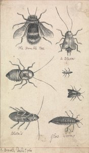 Den ydmyge bi og insekter