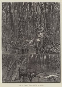 Elk eller Sambhur Deer Jagt, i Ceylon