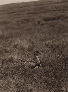 Guldhøne, der dækker kyllinger (s/h foto)