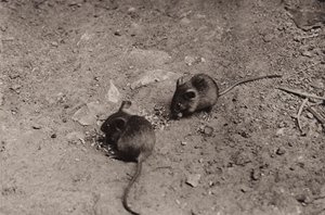 Mus ved aftensmaden (s/h foto) af Richard and Cherry Kearton