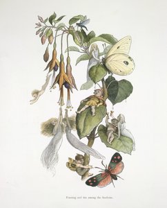 Fest og sjov blandt fuschiaerne af Richard Doyle