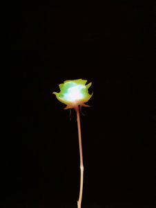 Uden titel, 2007 af Richard Green