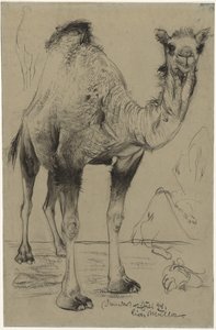 Dromedar, 1894. af Richard Muller