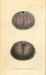 Spiselig søpindsvin, Echinus esculentus, fra George Shaw og Frederick Nodders 