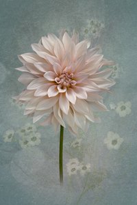 Blush Dahlia-blomst