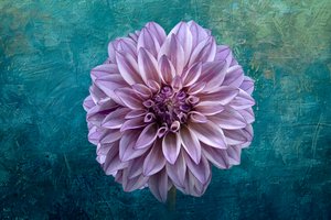 Dahlia på blågrøn af Richard Urbanski
