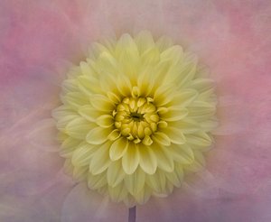 Blød, gul dahlia-blomst