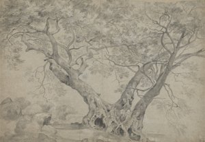 Arbra Sacra på bredden af Lake Nemi, ca. 1754-56 (sort og hvidt kridt på papir)