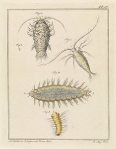 Agat skovlus, copepod og børsteorm