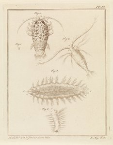 Agat skovlus, copepod og børsteorm