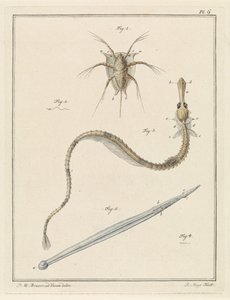 Almindelig brakke, stor pibefisk og en pileormeart