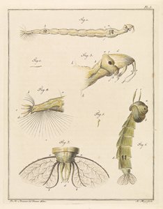 Plume bug larver af Robbert Muys