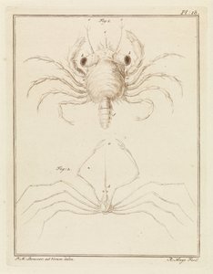 Strandkrabbe og en art pilekrabbe af Robbert Muys