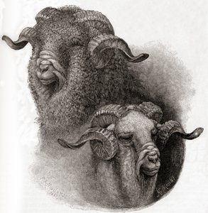 Hoved af Merino-vædder sammenlignet før og efter klipning, fra The Century Illustrated Monthly Magazine, udgivet 1884 af Robert Antoine Muller