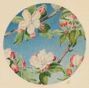 Æbleblomster, ca. 1869 (akvarel) af Robert B. Brandegee