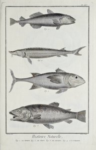Torsk, tun, laks og stør, illustration fra 